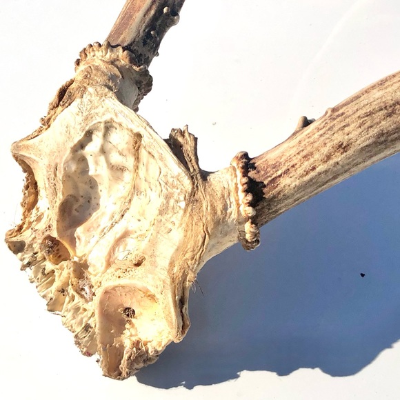 Deer Antlers - Picture 10 of 15